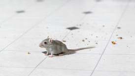 Cork canteen closed after dead mouse found under freezer