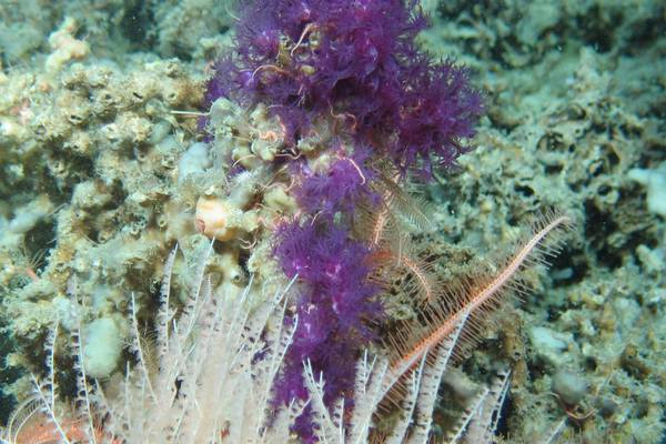 Sea sponges found off Mayo coast sampled for new drug treatments
