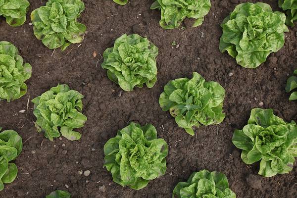 Five dead after E.coli outbreak in US linked to tainted lettuce
