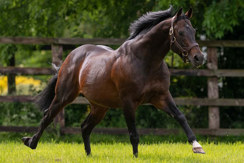 Invincible Spirit’s 'remarkable' career at the Irish National Stud came to an end in 2024. Photograph: Irish National Stud