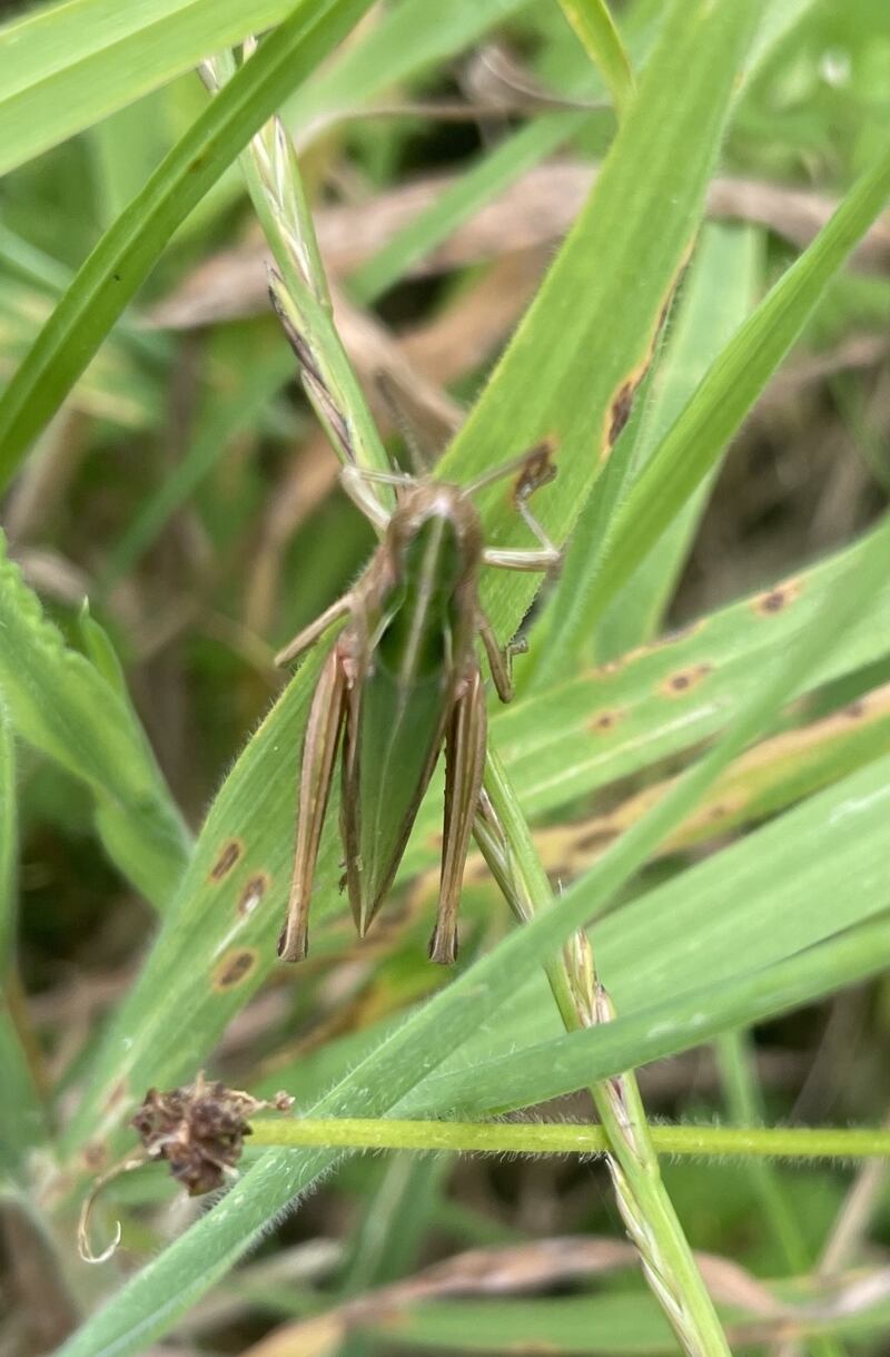 The common green grasshopper, the most abundant of our five grasshopper species. Photograph: Brigid Barron