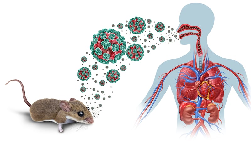 Dr Muiris Houston: Hantavirus is not new, so why has the recent outbreak caused such anxiety?