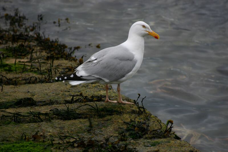 Herring gull with red spot. Photograph supplied by B Hill