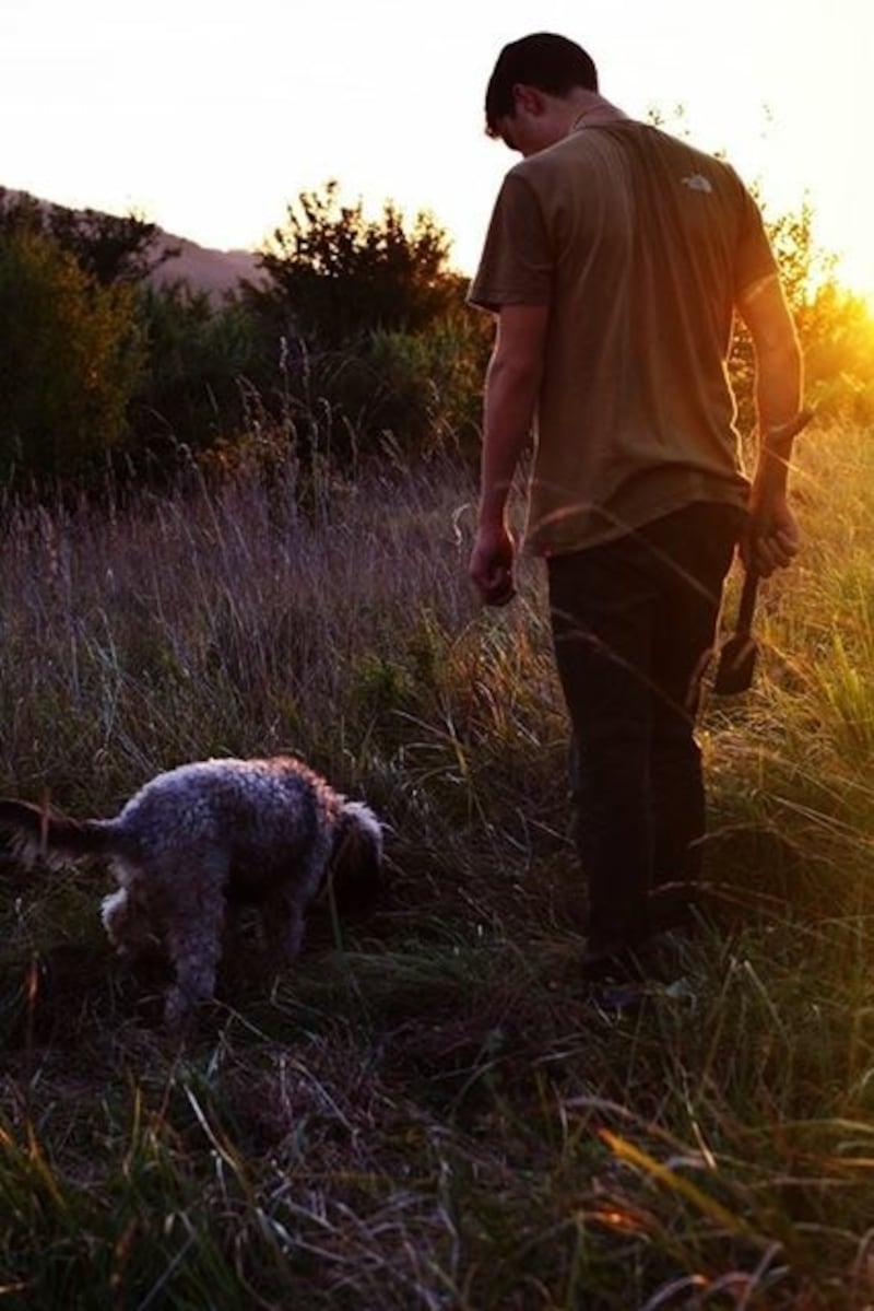 Skye's owner has to race to retrieve the truffle undamaged before the dog devours it