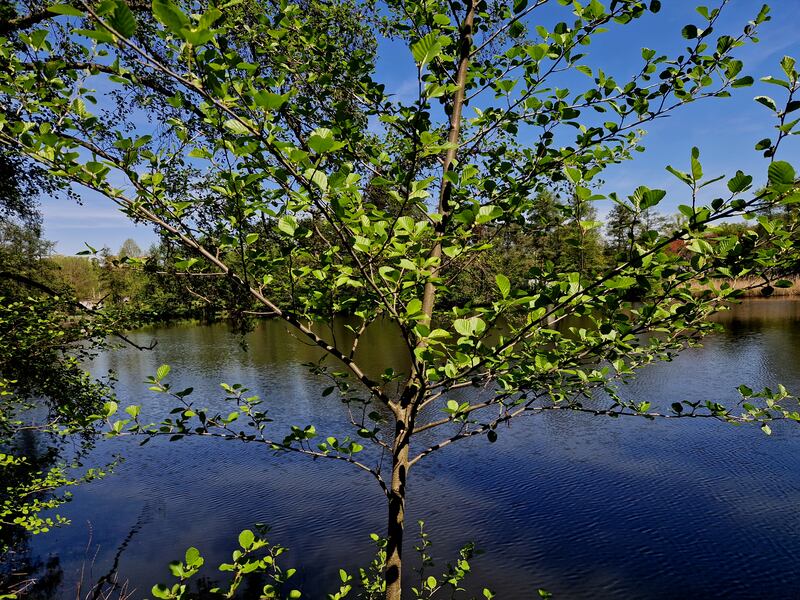 Sticky alder, Alnus glutinosa, has a sticky resin that protects against salty winds. Photograph: Getty Images