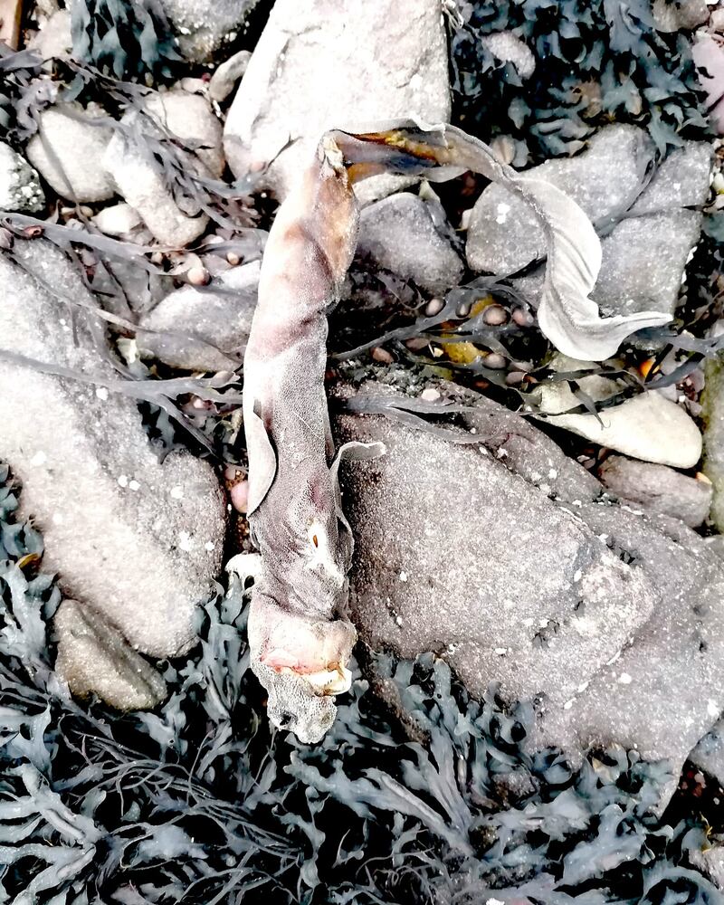Portuguese dogfish