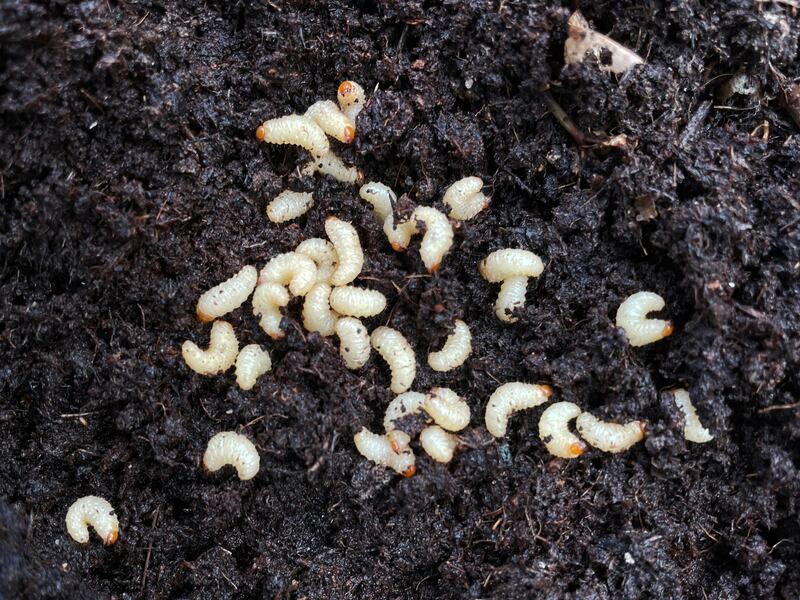 Vine weevil grubs in the soil of a plant pot. Photograph: iStock