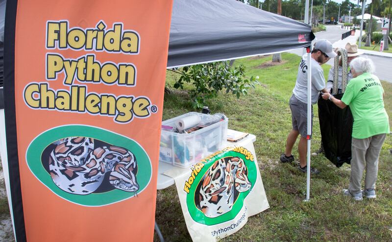 Florida Fish and Wildlife Conservation Commission staff and volunteers package a euthanised python during the Florida Python Challenge 2022 contest in Fort Lauderdale, Florida, Photograph:  Cristobal Herrera-Ulashkevich/EPA