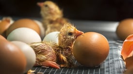 France to bar mass killing of male chicks from 2022, says minister