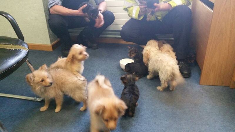 The dogs limber up with gardaí after being released from  the metal container. Photograph: Garda/Facebook