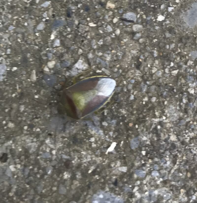 Hawthorn shield bug