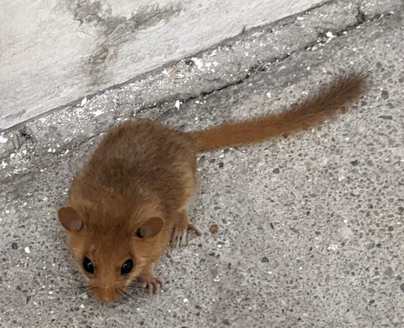 Dormouse. Photograph: Peter McIlwaine