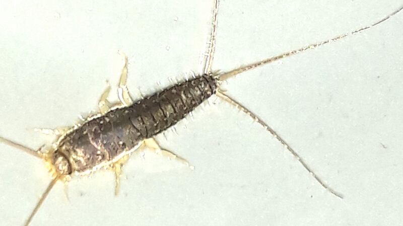 Silverfish