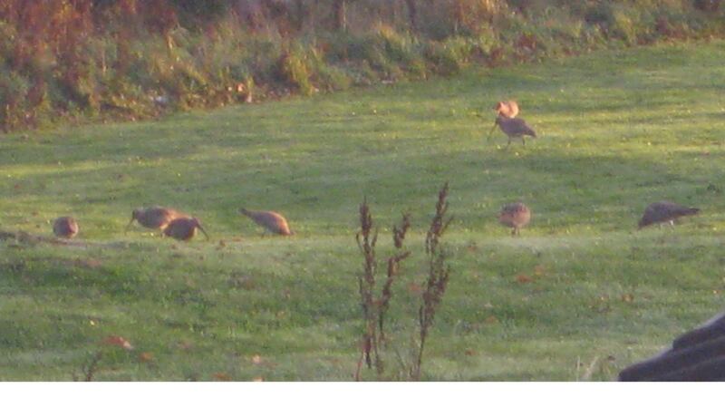 Numbers of curlews from Scotland, England and Scandinavia, arriving to winter here, spotted at  St Mary’s football grounds in Galway City