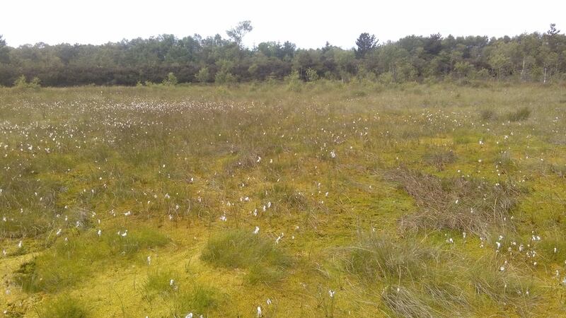 Embryonic sphagnum-dominated vegetation developing on a Bord na Móna cutaway bog in the midlands. Sphagnum-rich vegetation acts a carbon store. Photograph:  Bord na Móna