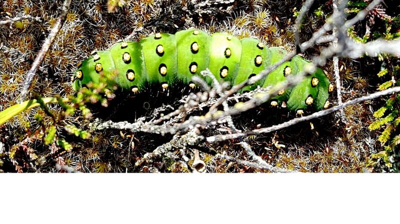 Emperor moth caterpillar
