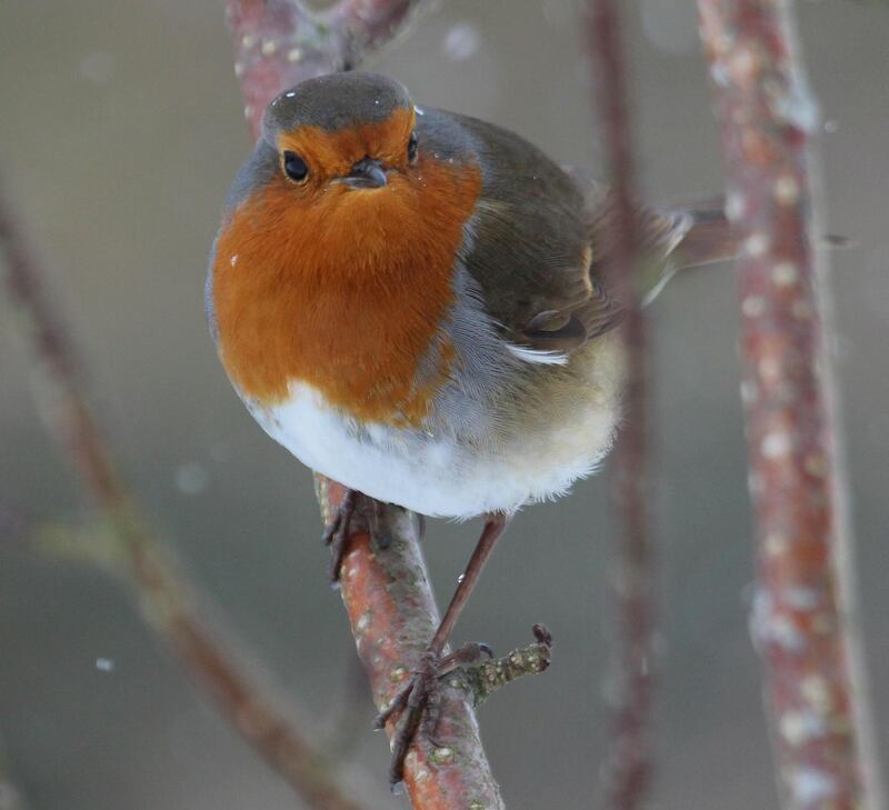 Bird food: it’s important to keep feeders clean and well stocked at this time of year. Photograph: Richard Johnston