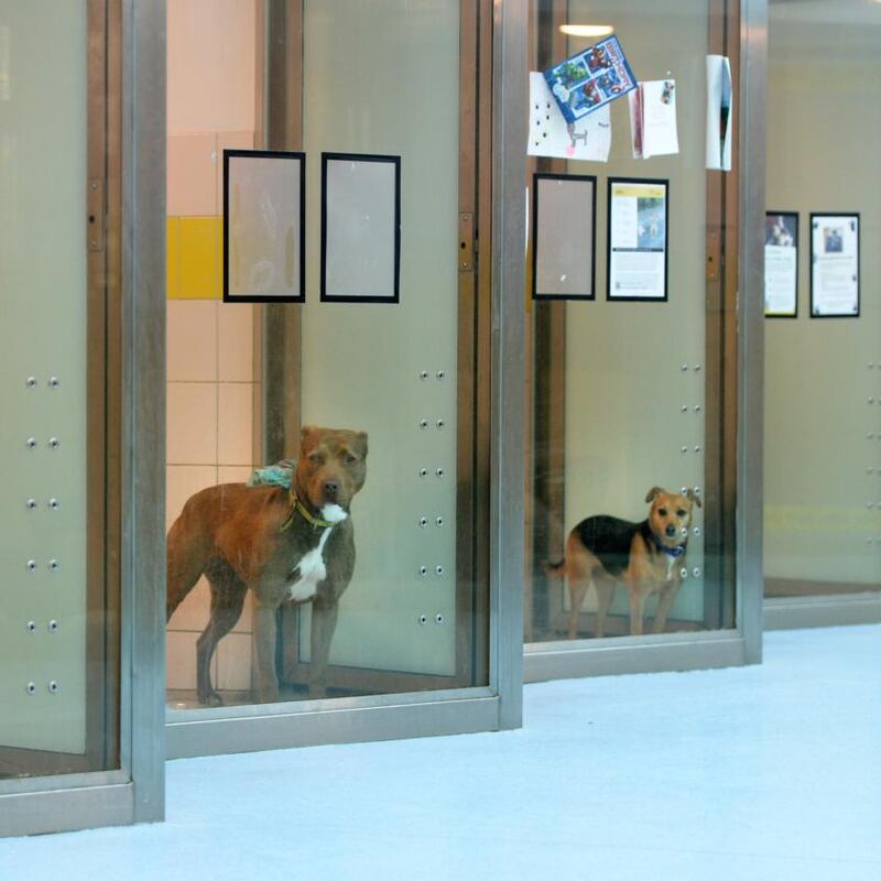 Penny and Bella at Dogs Trust. Photograph: Dara Mac Dónaill