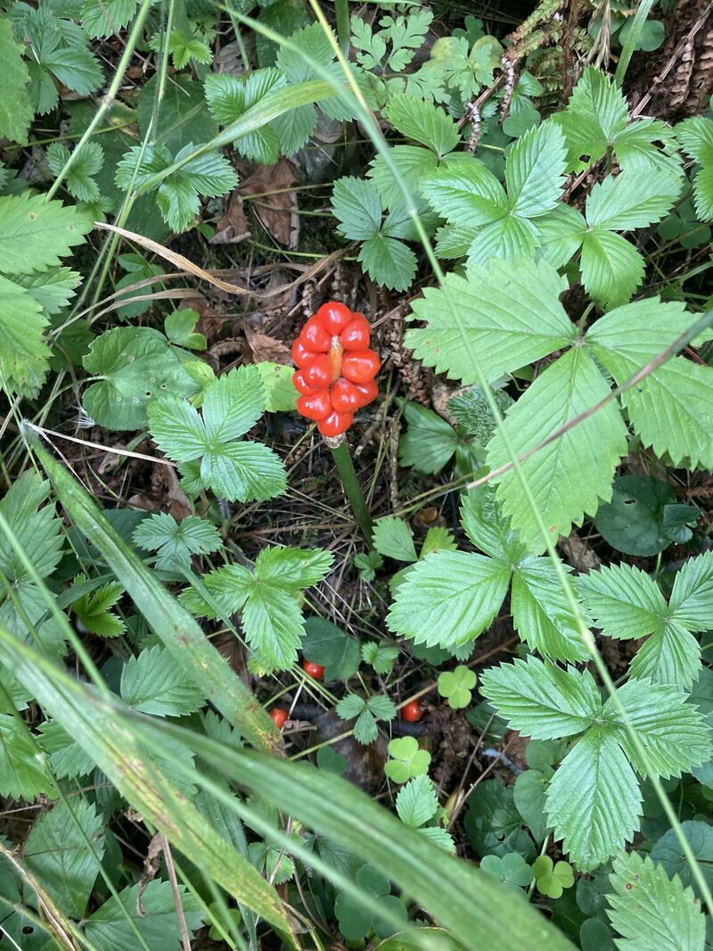 Extremely poisonous to humans: The berried stage of the Arum lily, also called Lords and Ladies. Photograph: Donal  Curran