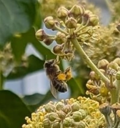 Native black bee, Apis melifera melifera. Photograph: Doireann Eames