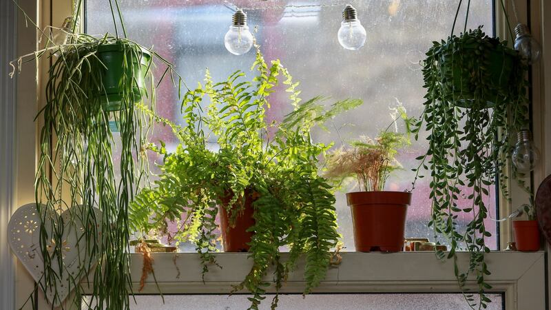 ‘Some were hung in the window – to show the world how great I was at rearing plants’ – Conor Pope arranges his  houseplants. Photograph:  Crispin Rodwell