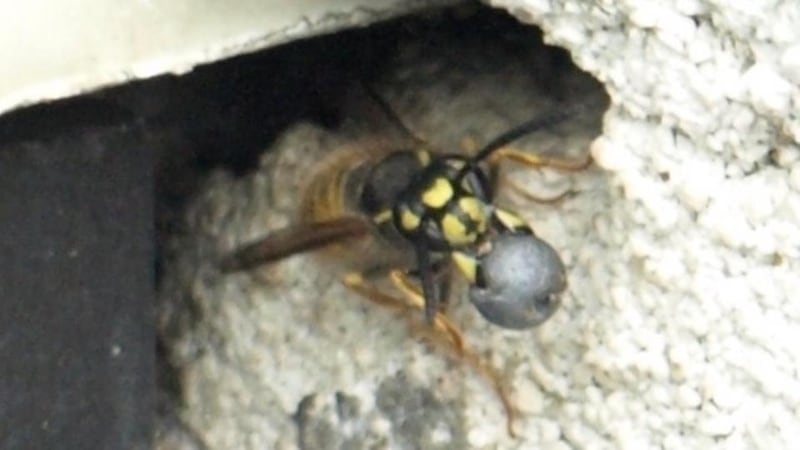 Eyes on nature: one of the wasps that Gearóid Cahill saw carrying insulation beads out of his wall, to make room for their nest