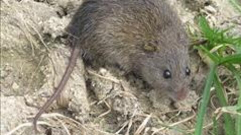 The long-tailed, whiskered creature, called the Bramble Cay melomys, was considered the only mammal endemic to the Great Barrier Reef.