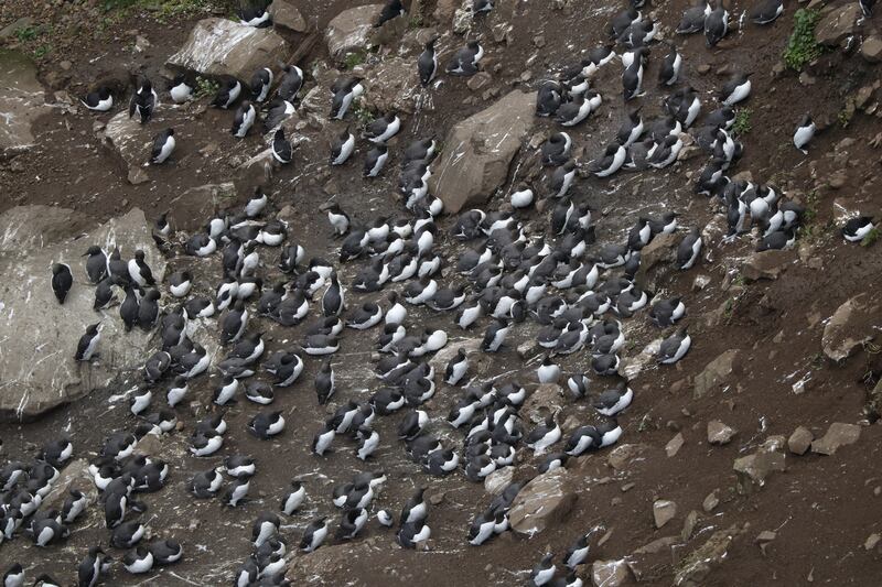 Guillemots on Rathlin. Photograph: Nick Bradshaw