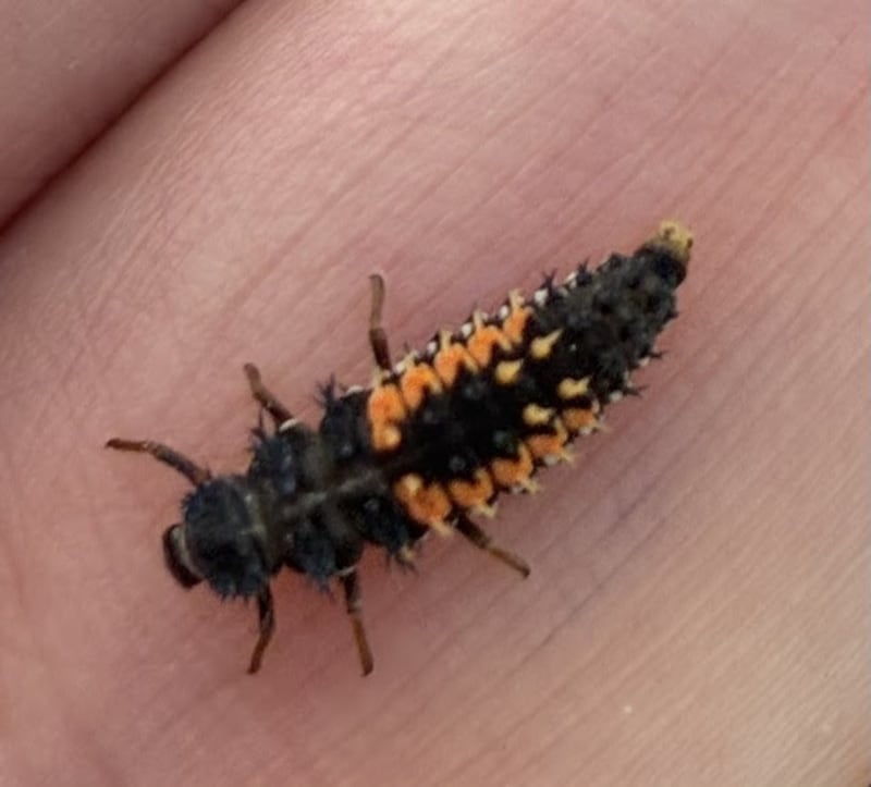The young larval stage of the Harlequin Ladybird, an invasive species which which eats our own native ladybirds. Photograph: Steve Petherbridge