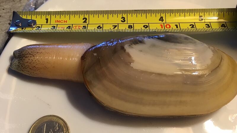 Oyster shellfish