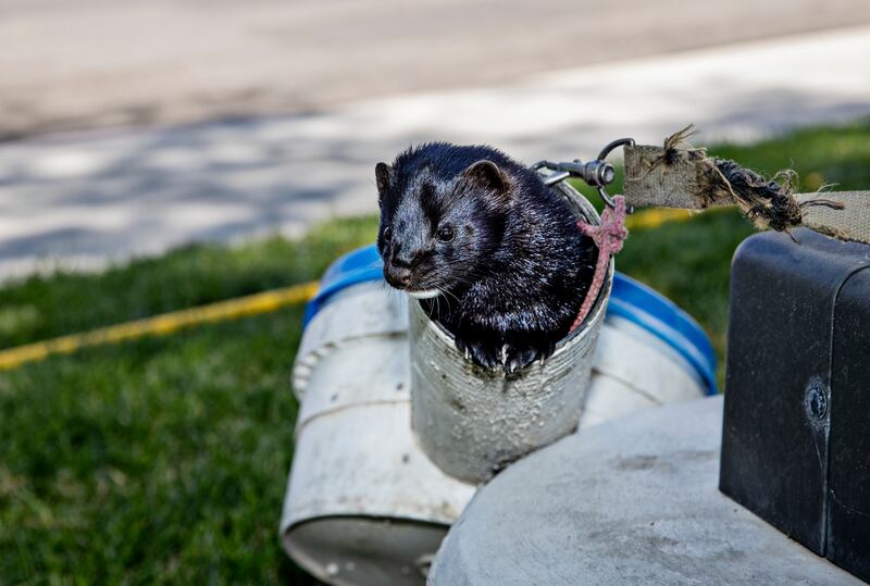 Boon the mink before a hunt with his owner, Joseph Carter. Photograph: Kim Raff/The New York Times)