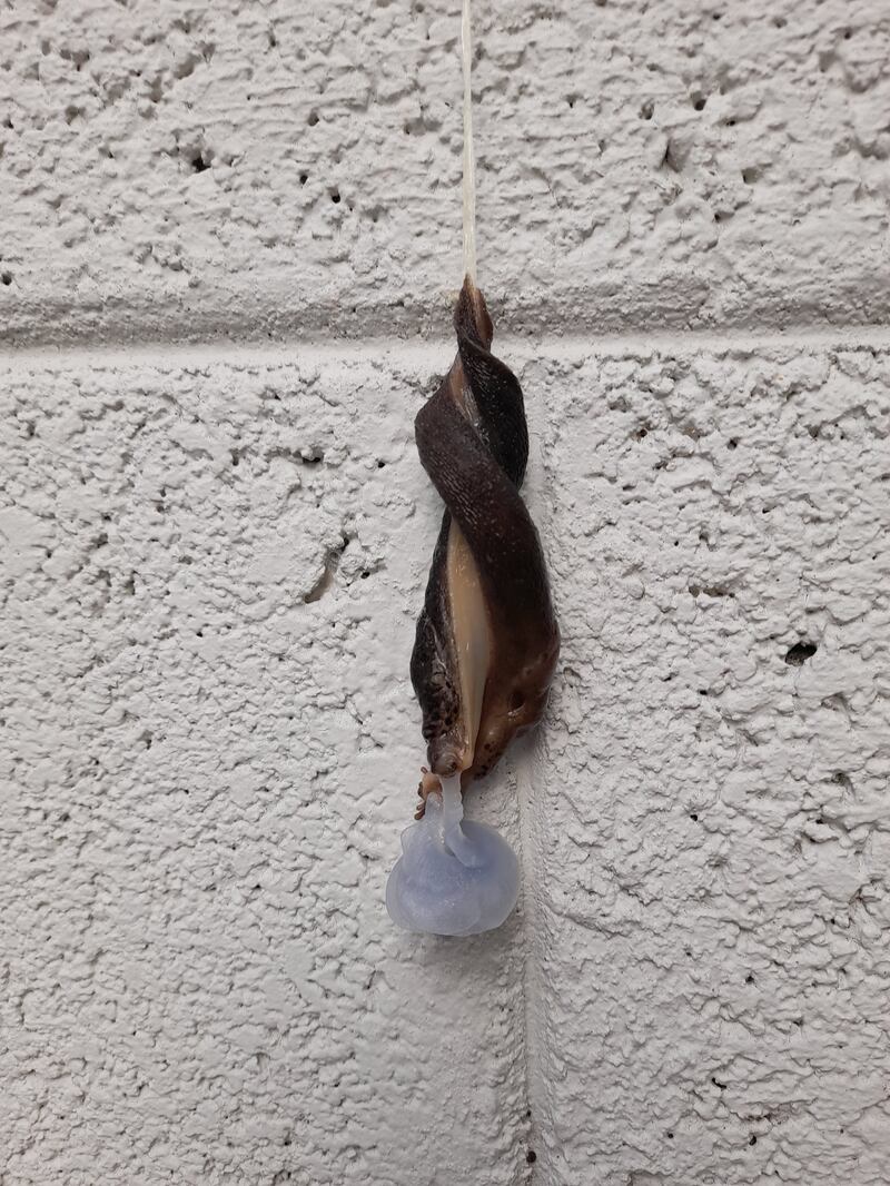 Mating great grey slugs. Photograph: Bernie Igoe