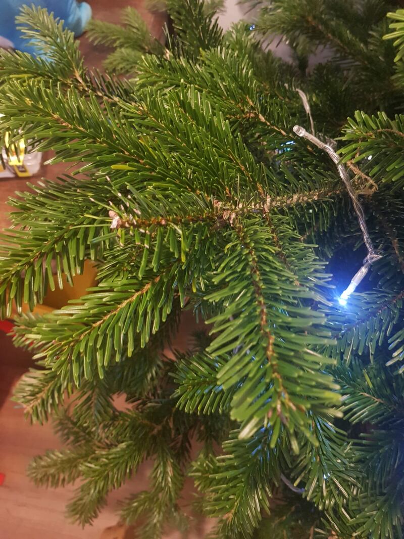   A fir christmas tree