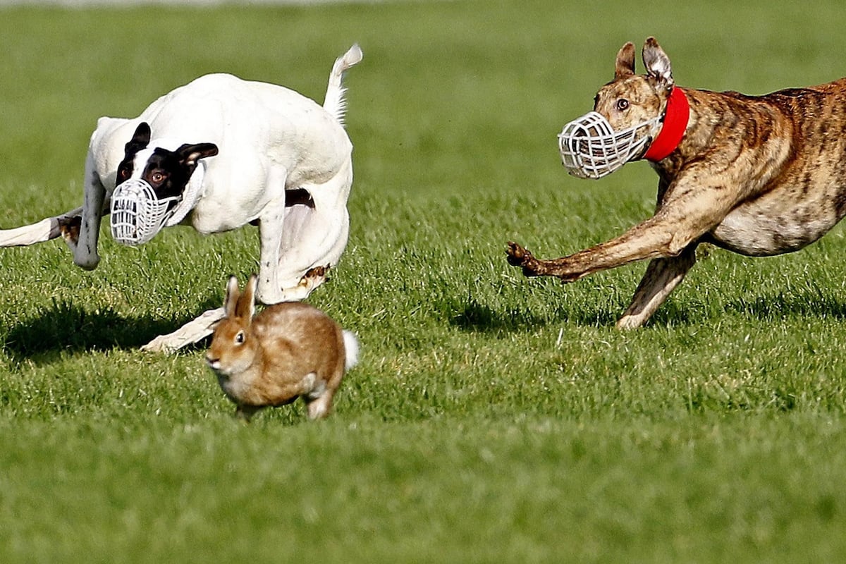 Fianna Fáil TD says it is ‘frustrating’ to be whipped into voting down hare coursing Bill