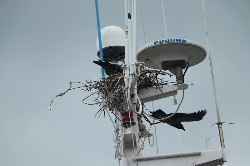 Hooded crows, supplied by Frank Curran