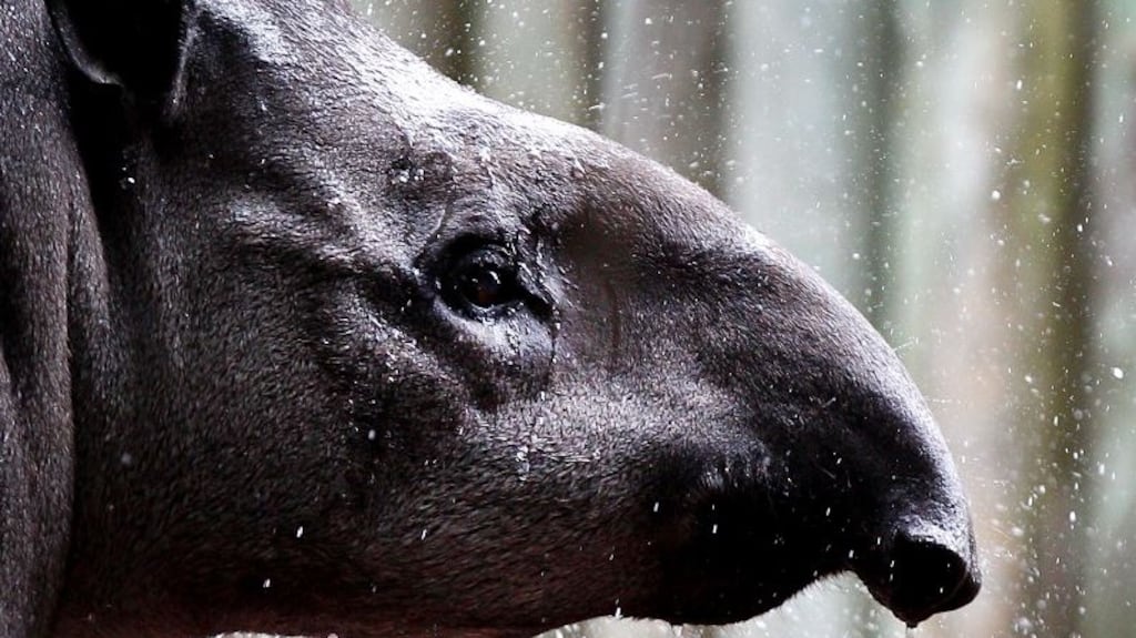 The tapir attack made world headlines at the time and the Zoological Society of Ireland was charged with breaching health and safety regulations but was spared a criminal conviction after agreeing to pay €5,000 to local charities. File image: Marianna Massey/Getty Images
