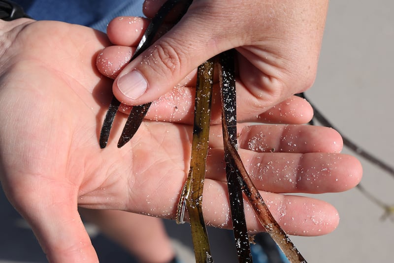Siobhán Kennedy holding seagrass that has washed up. The rounded tip shown under her thumb indicates it is Zostera Marina. All photographs: Joe O'Shaughnessy
