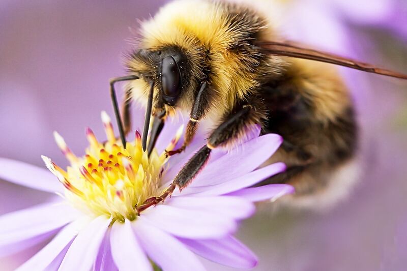 UK backs EU ban on bee-harming pesticides