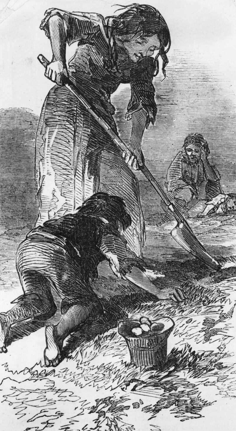 Starving people searching for potatoes in a stubble field during The Great Famine. Photograph: Illustrated London News/Getty Images
