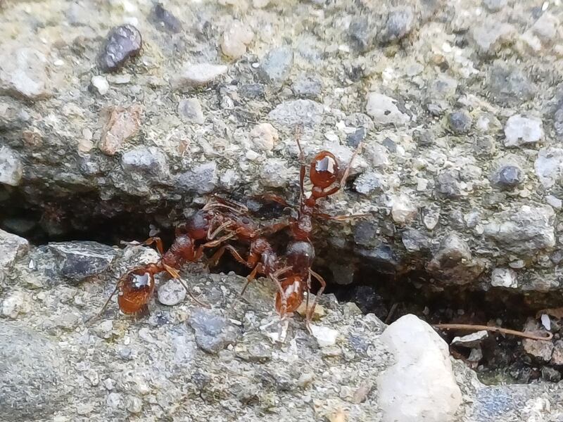 Red ants. Photograph supplied by Órla Slattery