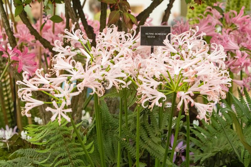 Nerine bowdenii 'Vesta' 