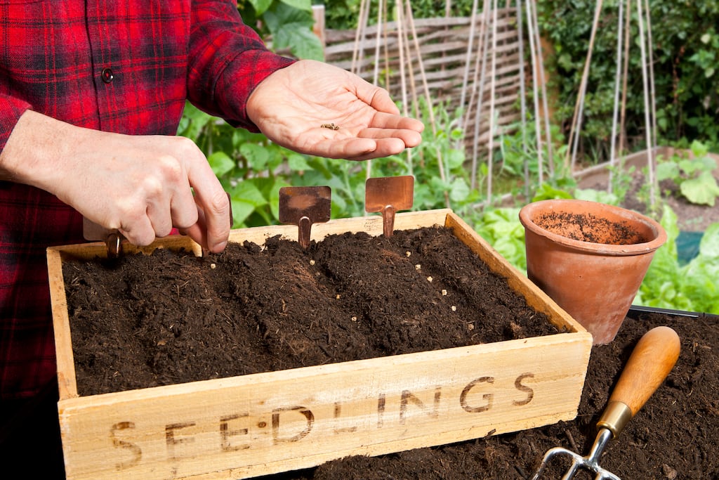 Before you plunge headlong into the crazy, joyful, life-affirming mayhem of planting, a few words of advice from a fellow seed addict who knows how easy it is to get quickly carried away.