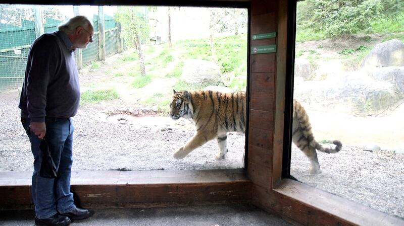 Director Leo Oosterweghel  and a tiger at Dublin Zoo. Photograph: Bryan O’Brien