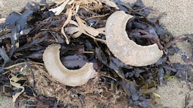 A marine snail’s egg collars, and other readers’ nature queries