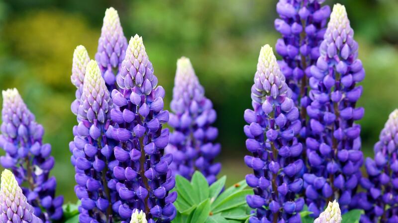 For best results, sow seeds of perennials such as lupins under cover and with gentle heat.