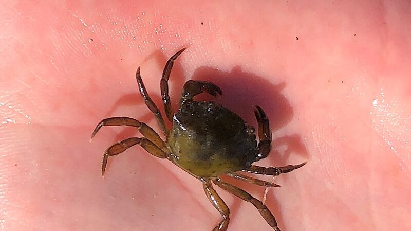 Crab hunting in Co Dublin