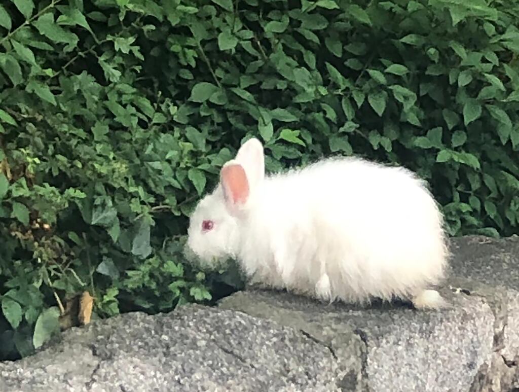 What appeared to be a pet rabbit spotted in St Stephens green on Sunday afternoon. The Office of Public Works (OPW) spotted four rabbits in the park and captured them on Sunday. Photo: Evie O'Brien