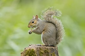 How can I stop squirrels digging up my bulbs?