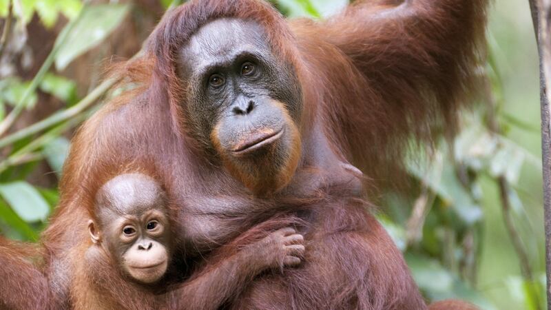 Sarawak, Malaysia: this state on the northern side of  Borneo has incredible biodiversity