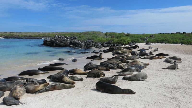 Sea lions spend most of the day lazing in the sun, sometimes taking over whole beaches just as humans do on the Costa del Sol. Photograph: Deirdre Mullins